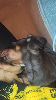 Bam, a female Doberman Pinscher for sale in Gainesville, FL – 1 of 2