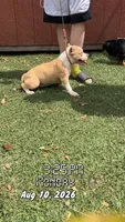 FTK’s No Mercy, a female American Bully for sale in Gainesville, FL – 4 of 6