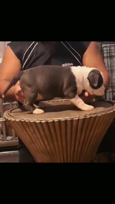 Abkc pocket female , a female American Bully for sale in Gainesville, FL – 3 of 3