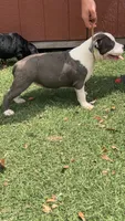 FTK’s Alcatraz , a female American Bully for sale in Gainesville, FL – 5 of 8