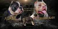Abkc pocket female , a female American Bully for sale in Gainesville, FL – 2 of 3