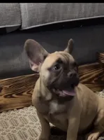Male, a male French Bulldog for sale in Gainesville, FL – 2 of 5
