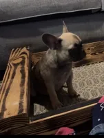 Tiny , a female French Bulldog for sale in Gainesville, FL – 3 of 5