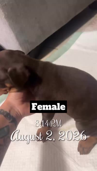 Bam, a female Doberman Pinscher for sale in Gainesville, FL – 2 of 2