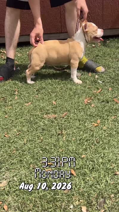 FTK’s No Mercy, a female American Bully for sale in Gainesville, FL – 6 of 6