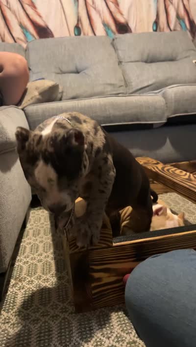 Abkc micro American bully male, a male American Bully for sale in Gainesville, FL – 3 of 4