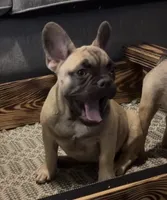 Male, a male French Bulldog for sale in Gainesville, FL – 3 of 5