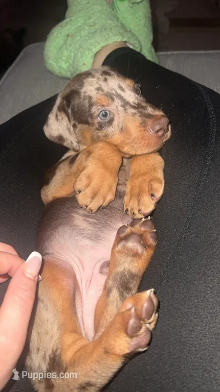 Red Shed – Doberman Pinscher puppy for sale in Gainesville, FL