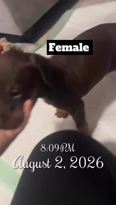 Leslie, a female Doberman Pinscher for sale in Gainesville, FL – 3 of 4