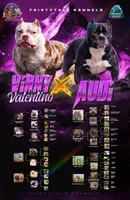 Abkc micro American Bully, a female American Bully for sale in Gainesville, FL – 5 of 6