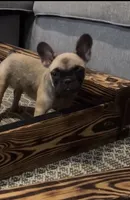 Female 2, a female French Bulldog for sale in Gainesville, FL – 2 of 5