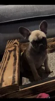 Tiny , a female French Bulldog for sale in Gainesville, FL – 2 of 5