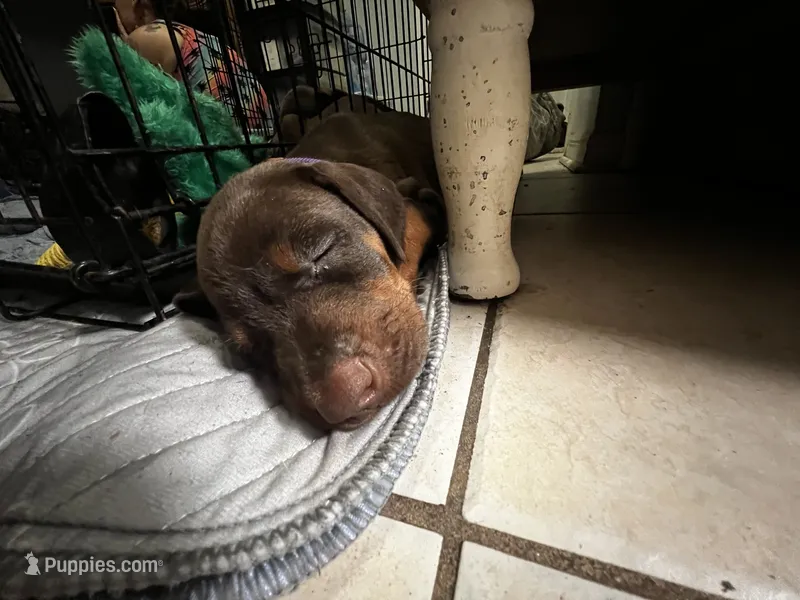 Lucky  – Doberman Pinscher puppy for sale in Gainesville, FL