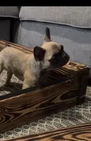 Female 2, a female French Bulldog for sale in Gainesville, FL – 3 of 5
