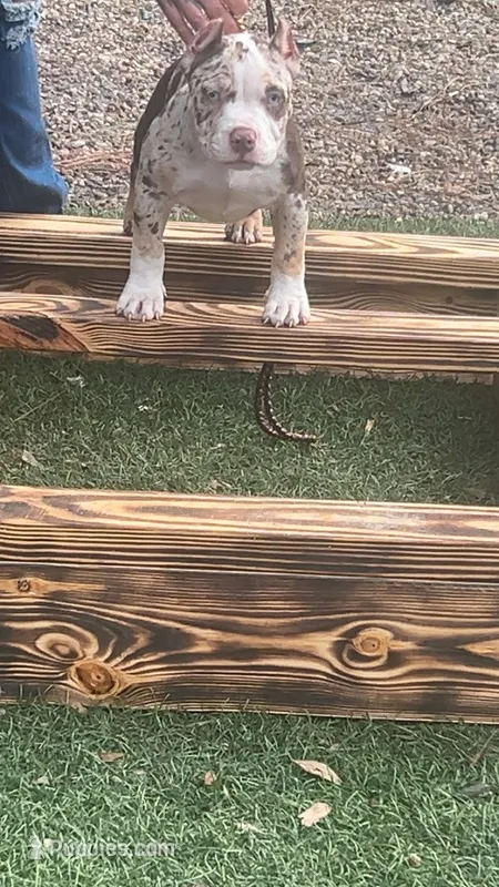 Abkc Pocket American Bully – American Bully puppy for sale in Gainesville, FL