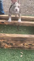 Abkc Pocket American Bully, a female American Bully for sale in Gainesville, FL – 1 of 6