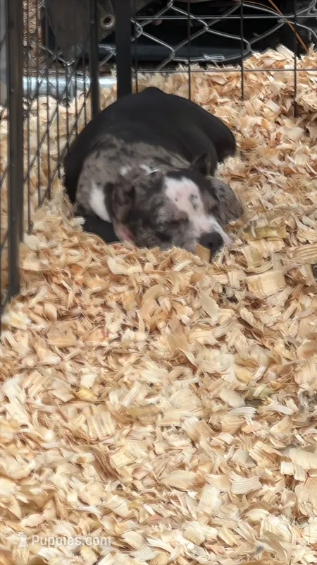 Abkc micro American bully male – American Bully puppy for sale in Gainesville, FL