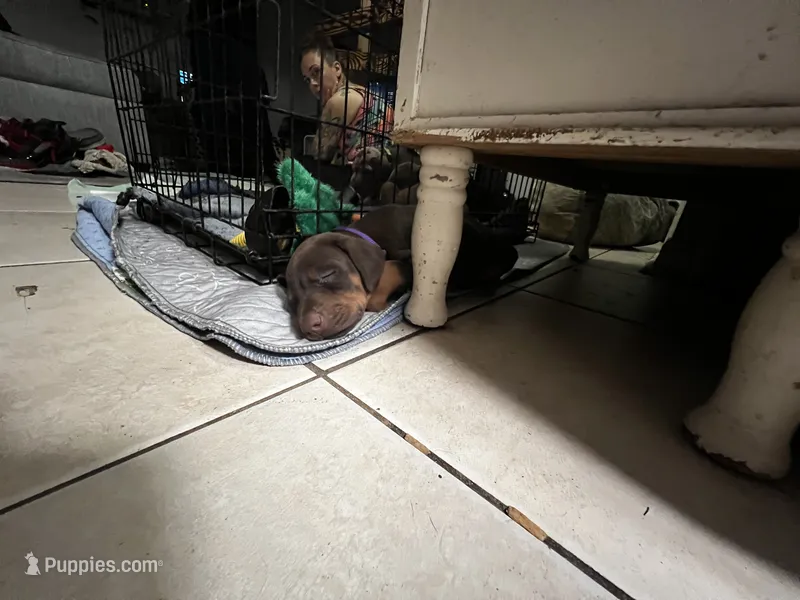 Chico – Doberman Pinscher puppy for sale in Gainesville, FL