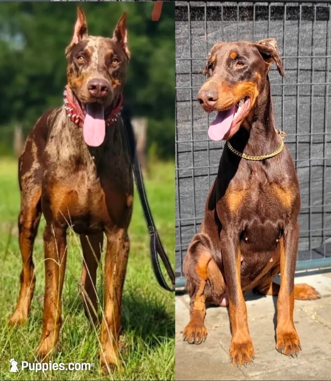 Leslie, a female Doberman Pinscher for sale in Gainesville, FL – 2 of 4