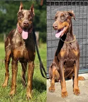 Abkc Dobermans , a female Doberman Pinscher for sale in Gainesville, FL – 2 of 7