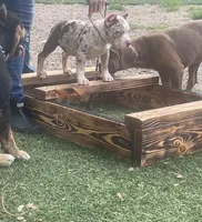 Abkc Pocket American Bully, a female American Bully for sale in Gainesville, FL – 4 of 6
