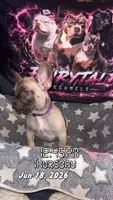 Akc French Bulldogs , a female French Bulldog for sale in Gainesville, FL – 1 of 6