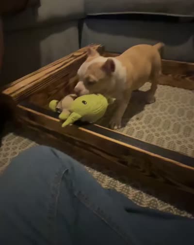 Abkc micro American Bully, a female American Bully for sale in Gainesville, FL – 6 of 6