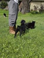 Babe, a female Cane Corso for sale in Yuba City, CA – Photo 3 of 3