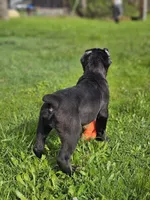 Babe, a female Cane Corso for sale in Yuba City, CA – Photo 2 of 3