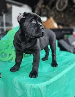 Babe, a female Cane Corso for sale in Yuba City, CA – Photo 1 of 3