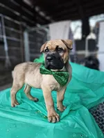 Buddy, a male Cane Corso for sale in Yuba City, CA – Photo 1 of 3