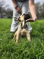 Buddy, a male Cane Corso for sale in Yuba City, CA – Photo 2 of 3