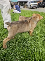 Buddy, a male Cane Corso for sale in Yuba City, CA – Photo 3 of 3