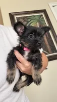 Chorkie, a female Chihuahua and Chorkie for sale in Clermont, FL – 4 of 4