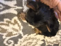 Teacup Rosie , a female Yorkshire Terrier for sale in Clermont, FL – 5 of 6