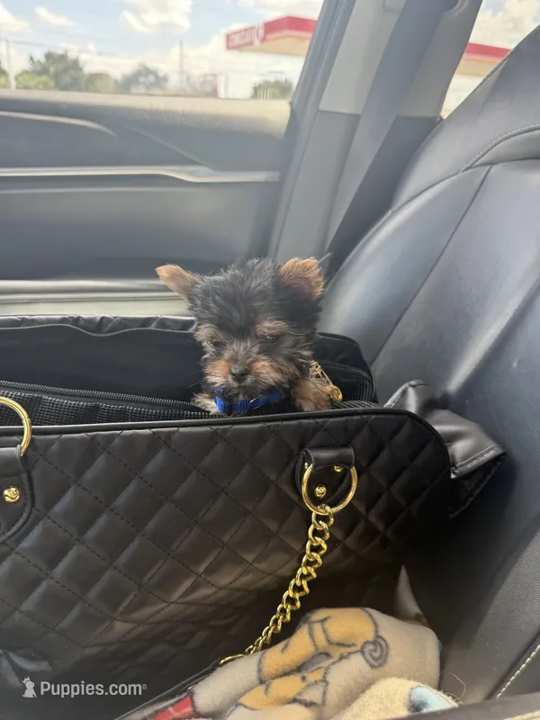 Tiny Teacup charting to be 3lbs – Yorkshire Terrier puppy for sale in Clermont, FL