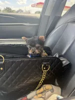 Tiny Todd Teacup, a male Yorkshire Terrier for sale in Clermont, FL – 3 of 7