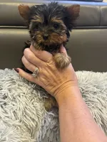 Teacup Rosie , a female Yorkshire Terrier for sale in Clermont, FL – 1 of 6