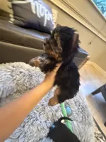 Teacup Rosie , a female Yorkshire Terrier for sale in Clermont, FL – 4 of 6