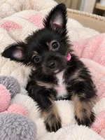 Penny - Chorkie puppy , a female Chihuahua and Yorkshire Terrier for sale in Clermont, FL – 1 of 5