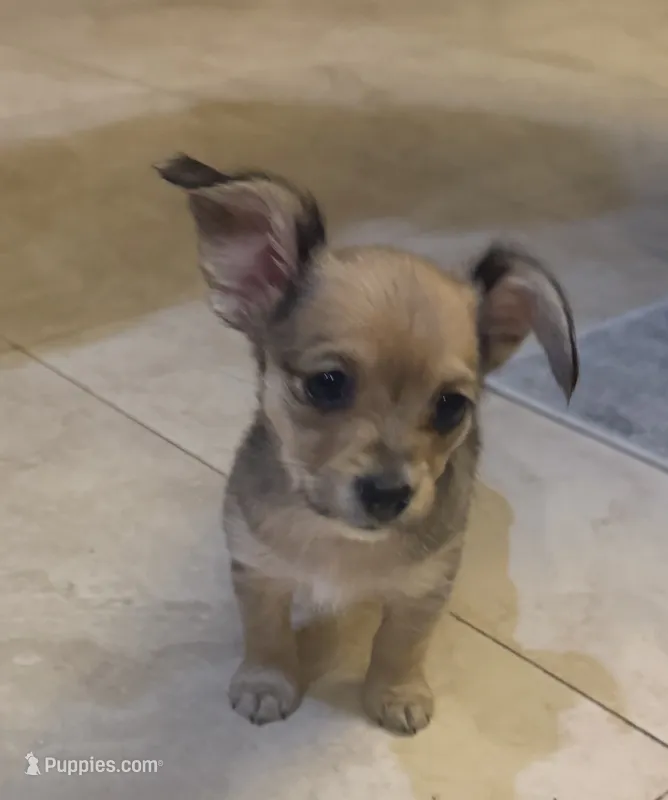 Teacup Chorkie Female – Chihuahua, Chorkie puppy for sale in Clermont, FL