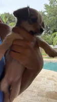 Teacup Chorkie Female, a female Chihuahua and Chorkie for sale in Clermont, FL – 3 of 3