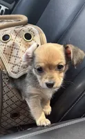 Teacup Chorkie Female, a female Chihuahua and Chorkie for sale in Clermont, FL – 2 of 3