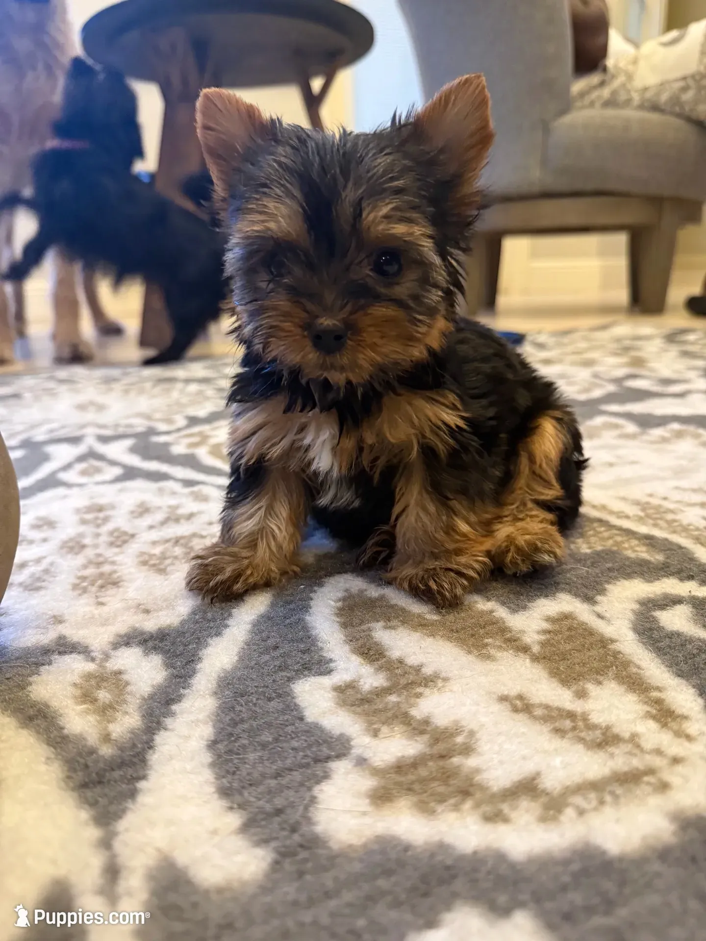 Teacup Rosie , a female Yorkshire Terrier for sale in Clermont, FL – 3 of 6