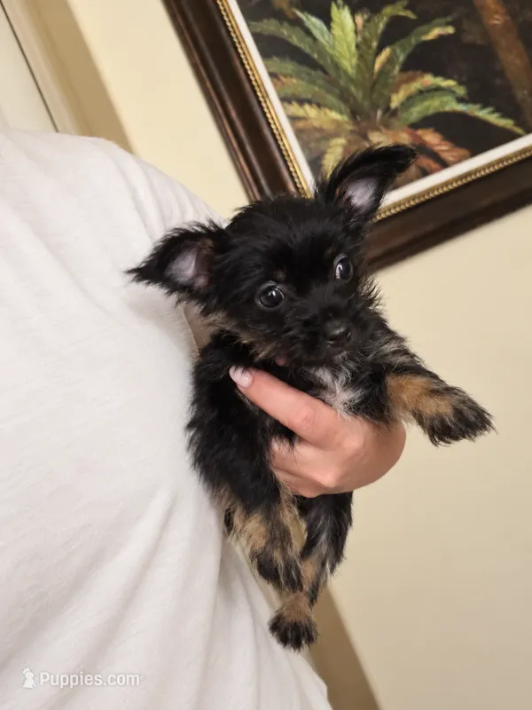 Chorkie – Chihuahua, Chorkie puppy for sale in Clermont, FL