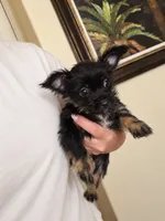 Chorkie, a female Chihuahua and Chorkie for sale in Clermont, FL – 2 of 4