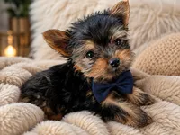 Tiny Todd Teacup, a male Yorkshire Terrier for sale in Clermont, FL – 2 of 7