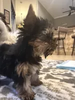 Teacup Rosie , a female Yorkshire Terrier for sale in Clermont, FL – 6 of 6