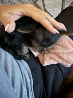 Tiny Todd Teacup, a male Yorkshire Terrier for sale in Clermont, FL – 4 of 7