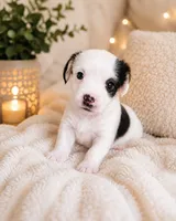 Tiny White Parti Color Female, a female Chihuahua and Yorkshire Terrier for sale in Clermont, FL – 1 of 1